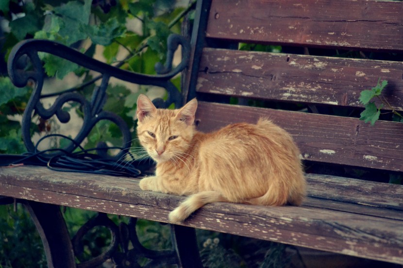 长椅上的猫咪图片