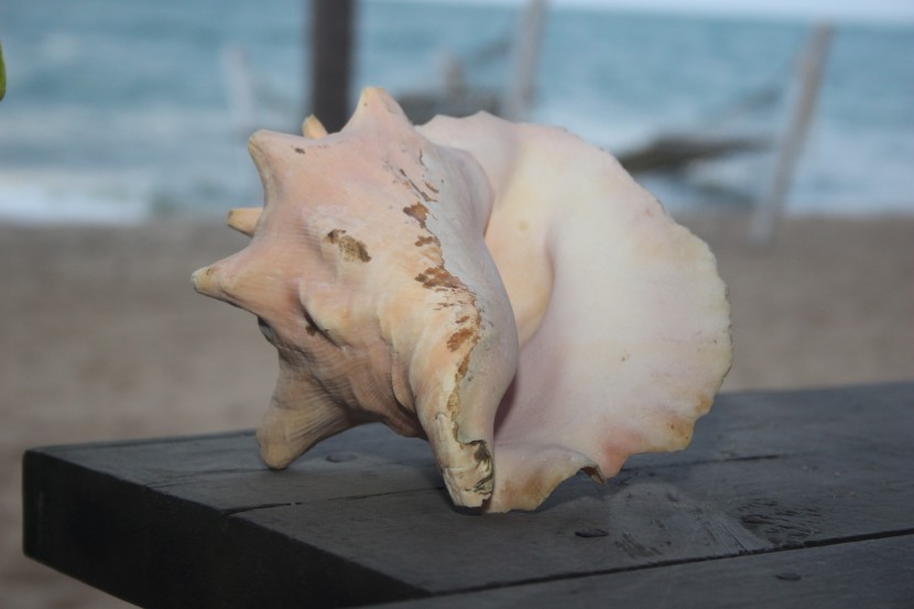 軟體動物海螺圖片