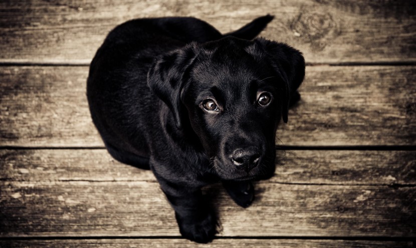 黑色拉布拉多幼犬圖片