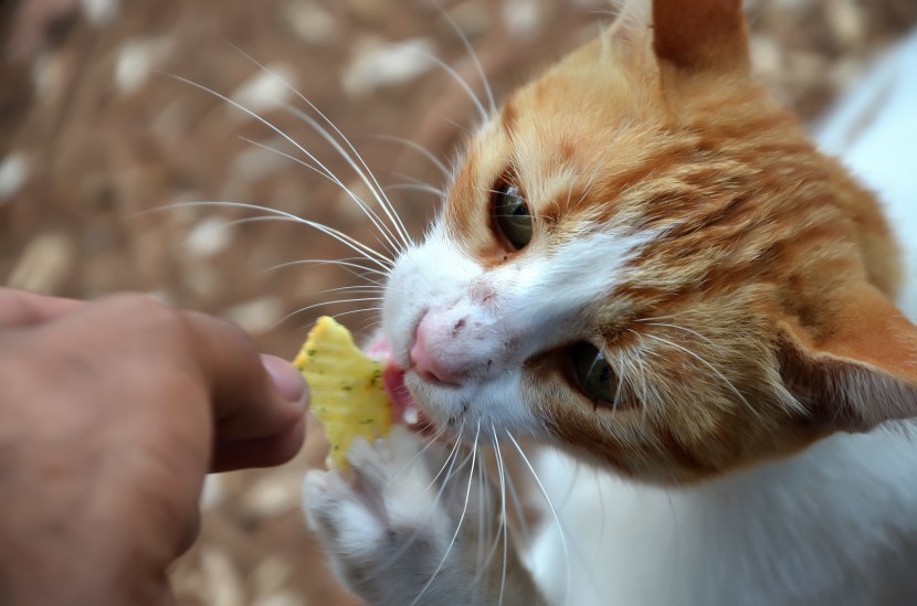 吃东西的可爱猫咪图片