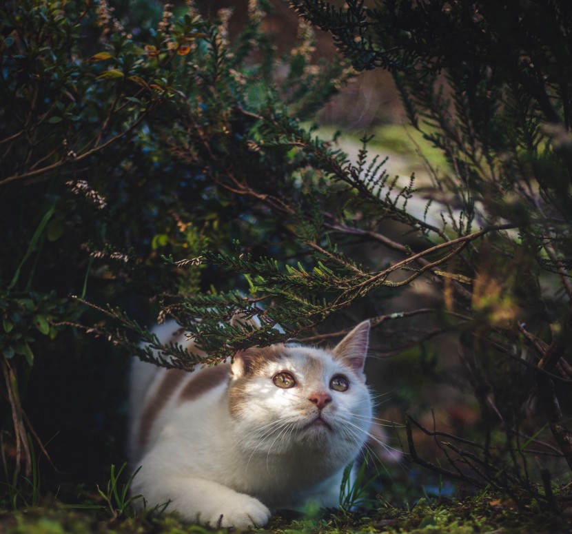 室外的野猫图片