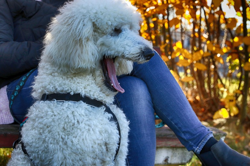 活潑的貴賓犬圖片