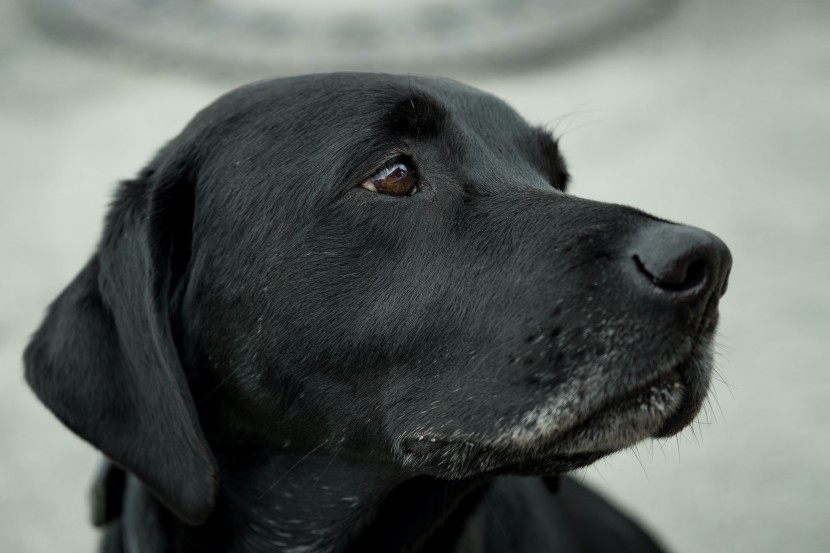 帥氣的黑色拉布拉多獵犬圖片