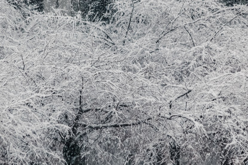 白茫茫的冬季雪景图片