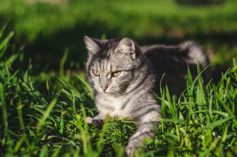 室外的猫咪图片