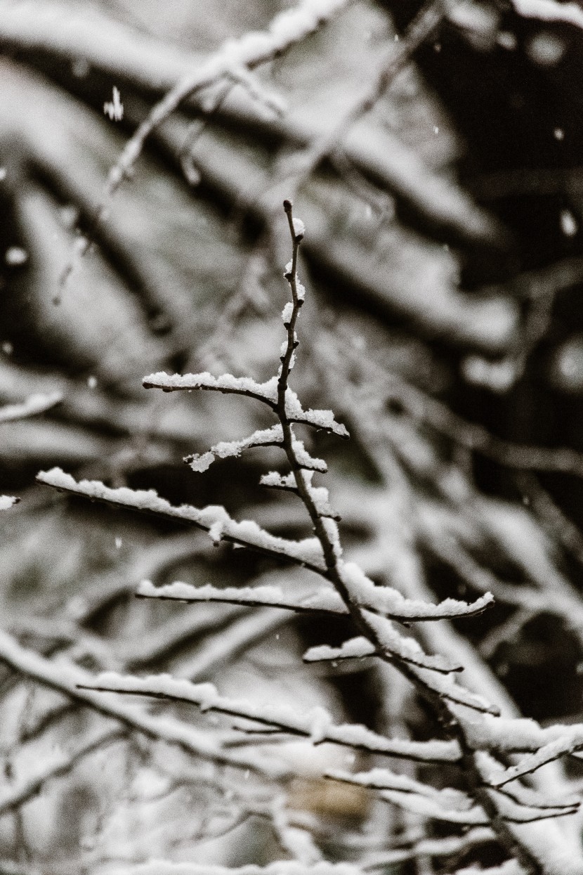 白茫茫的冬季雪景图片