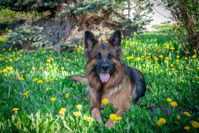 外观威猛的德国牧羊犬图片