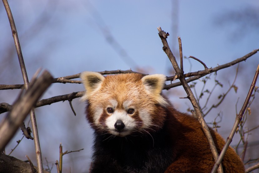 攀爬到树上的小熊猫图片