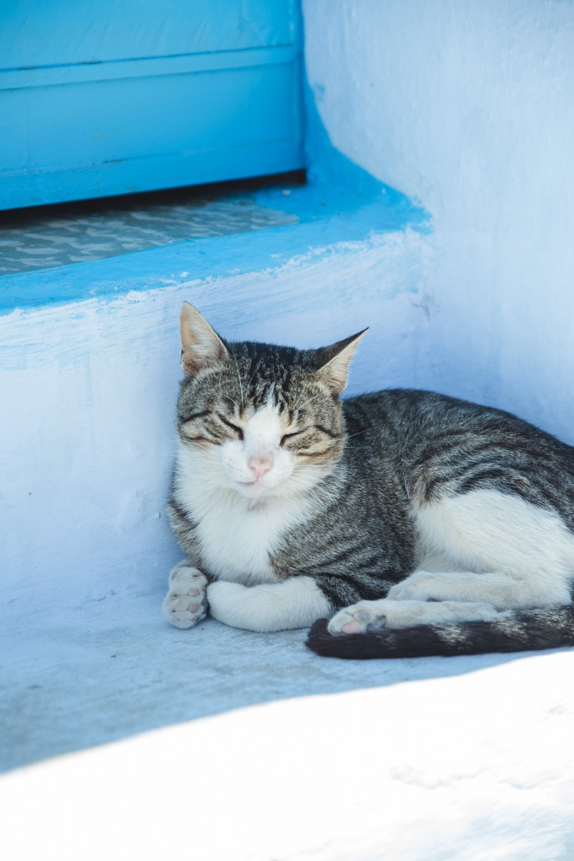 室外的猫咪图片