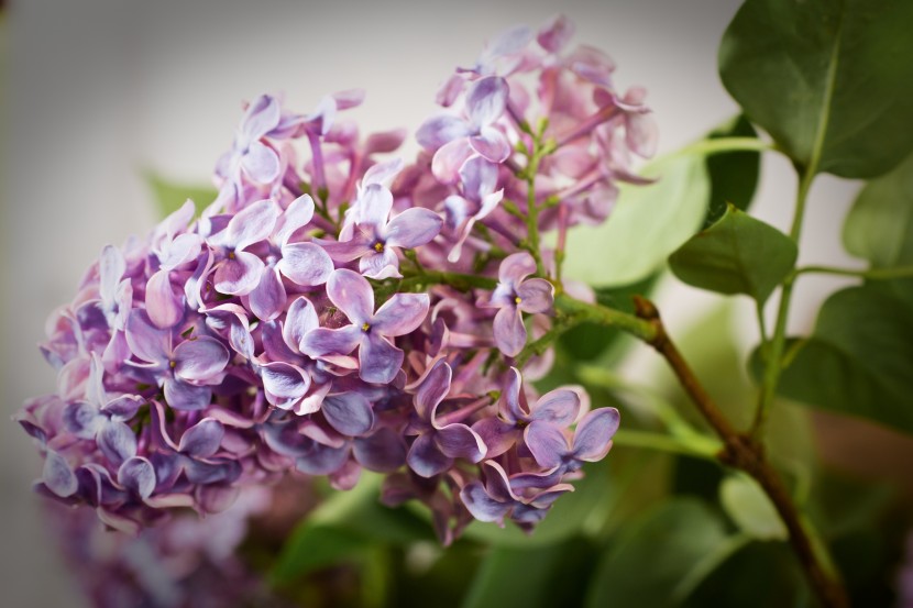 花色淡雅的丁香花图片