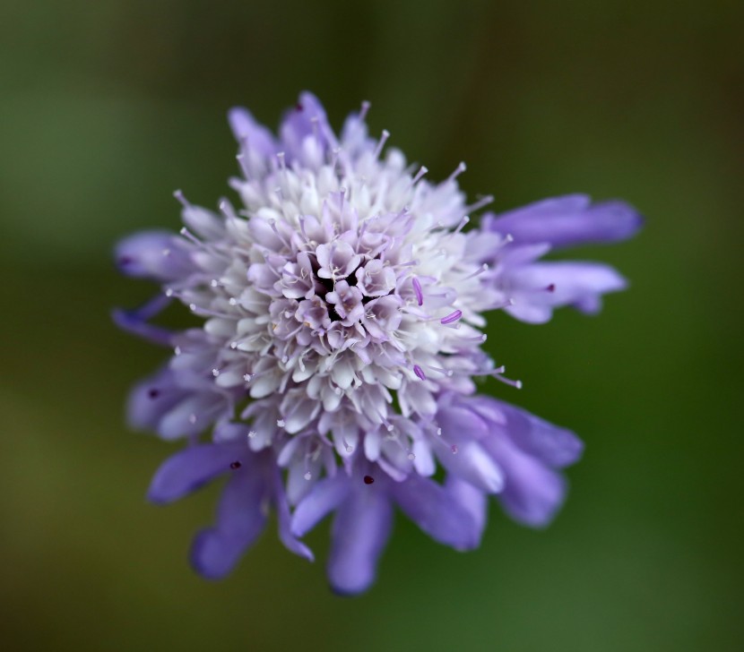 花形獨(dú)特的輪峰菊?qǐng)D片