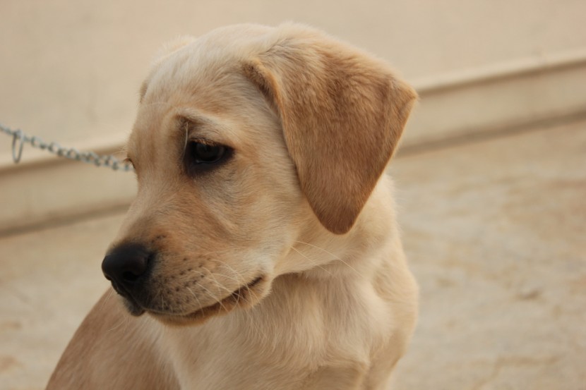 可爱的拉布拉多猎犬幼犬图片