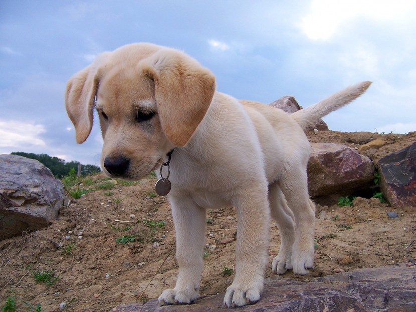 可爱的拉布拉多猎犬幼犬图片