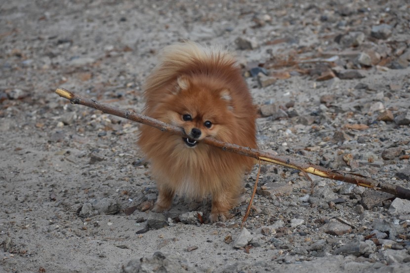 乖巧的博美犬图片