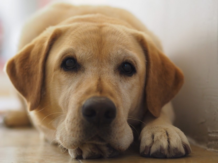 温顺的拉布拉多猎犬图片