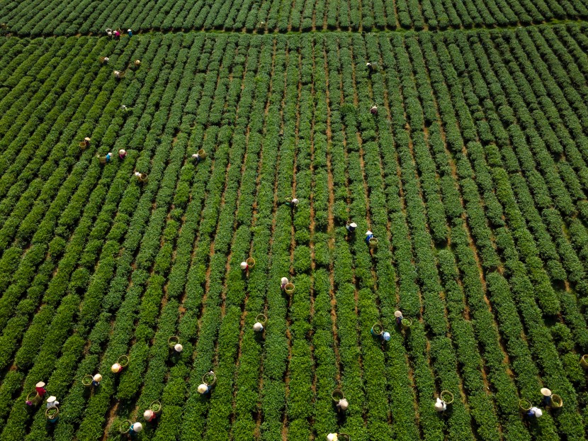 茶園圖片