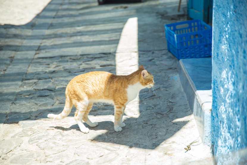 室外的猫咪图片