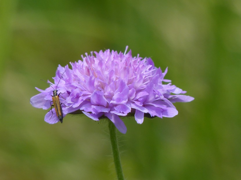 花形獨(dú)特的輪峰菊?qǐng)D片