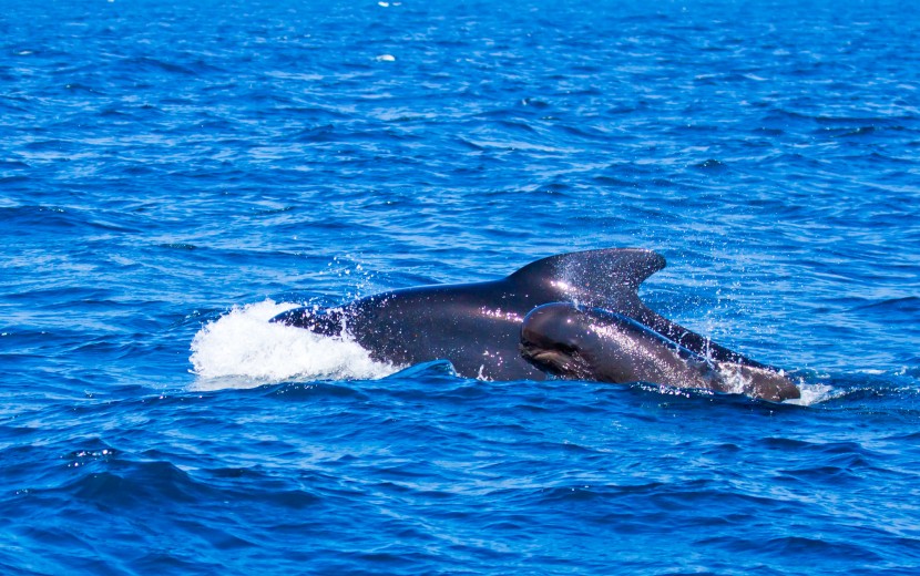 海上霸主鲸鱼图片