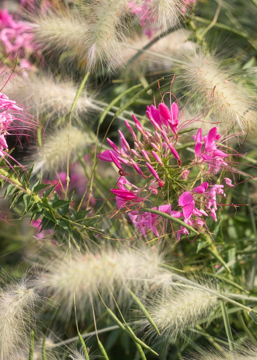 美丽的醉蝶花图片