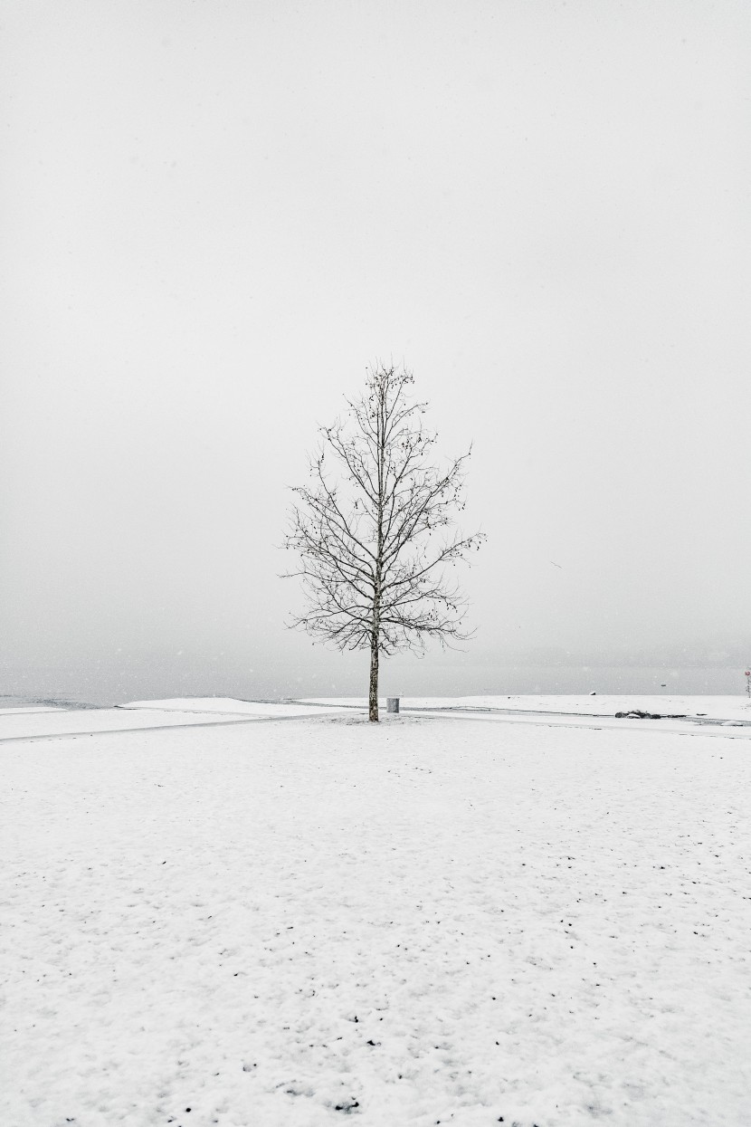 白茫茫的冬季雪景圖片