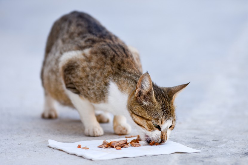 吃东西的可爱猫咪图片