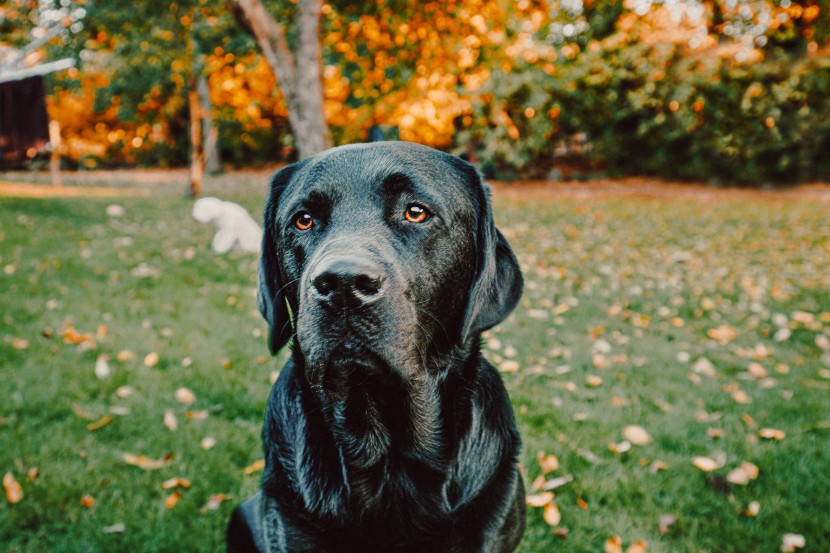 帥氣的黑色拉布拉多獵犬圖片