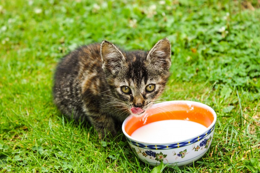 吃东西的可爱猫咪图片