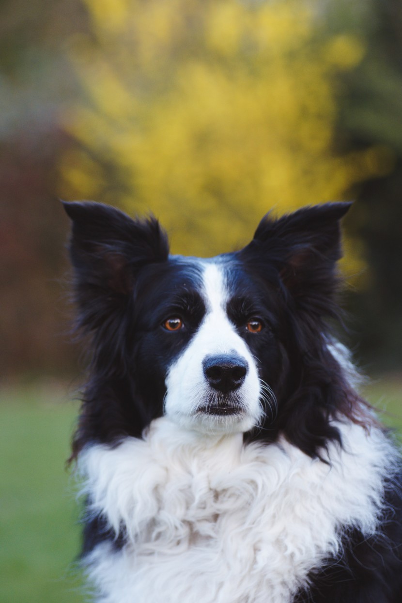 聪明的边境牧羊犬图片