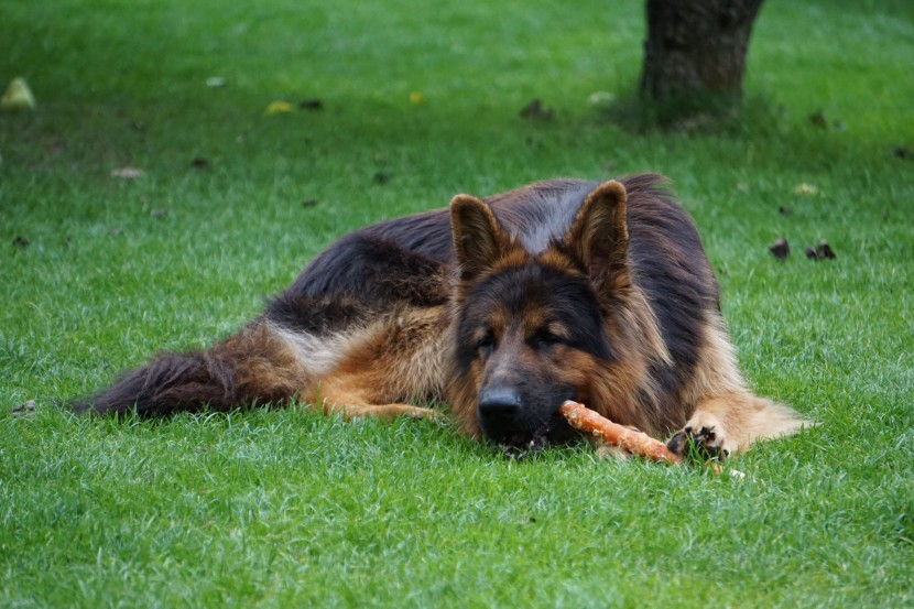 外观威猛的德国牧羊犬图片