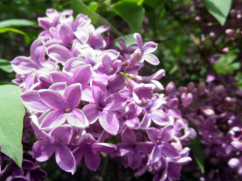 花色淡雅的丁香花圖片