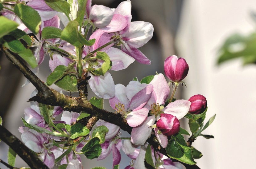 花朵色泽鲜艳的苹果花图片