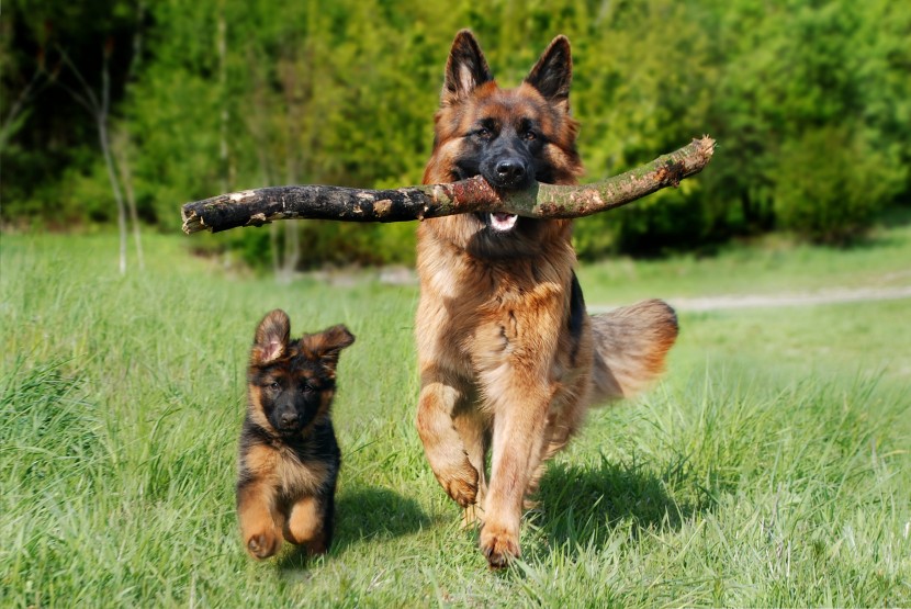 外观威猛的德国牧羊犬图片