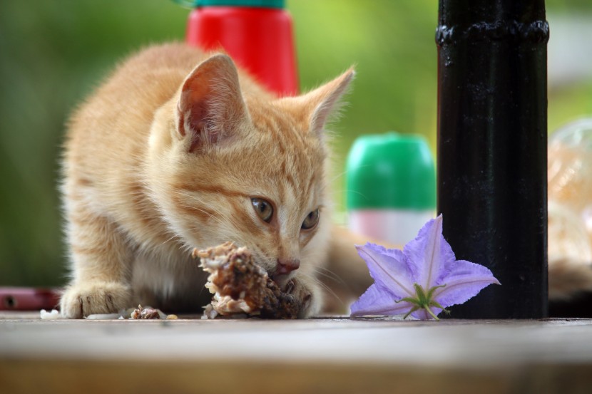 吃东西的可爱猫咪图片