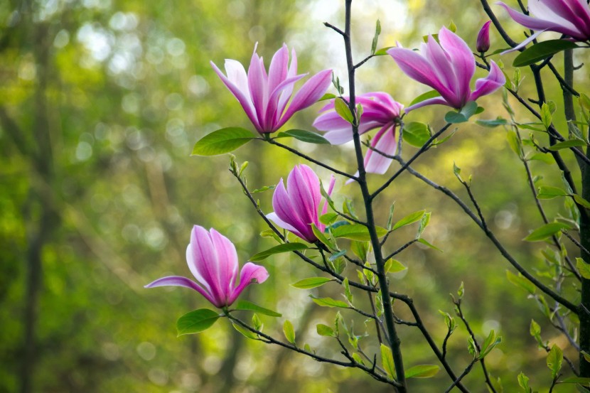 花瓣展開的玉蘭花圖片