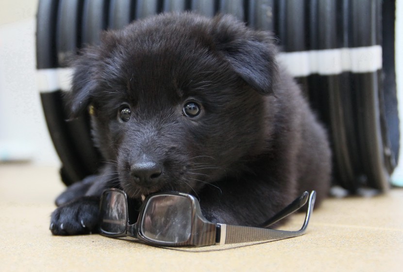 黑色拉布拉多幼犬圖片(12張)