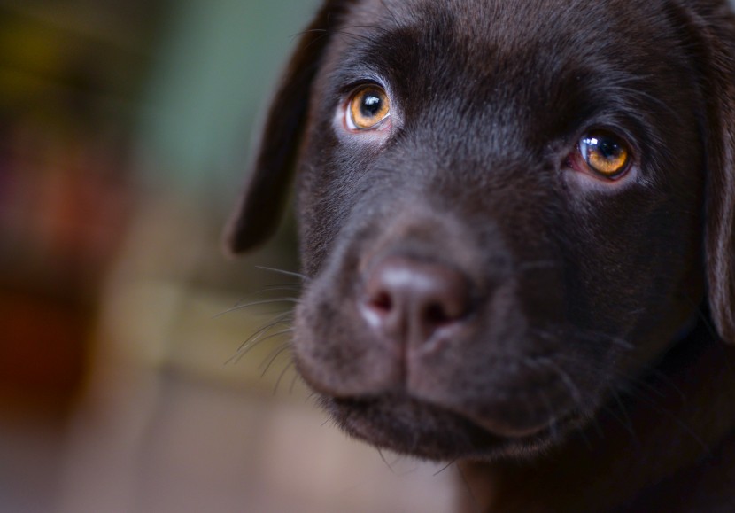 黑色拉布拉多幼犬圖片