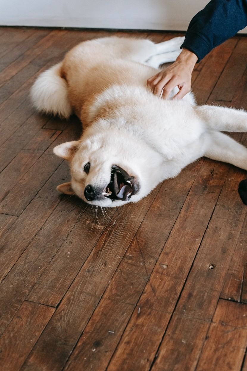 可爱的秋田犬图片