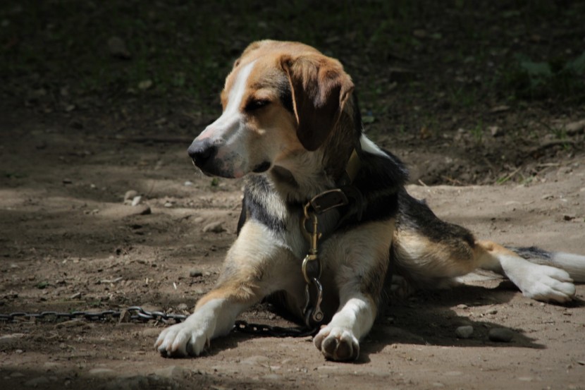 可愛的米格魯獵兔犬圖片