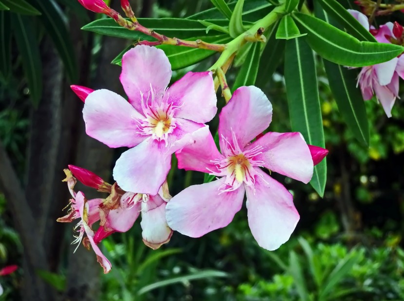 花朵艷麗的夾竹桃圖片