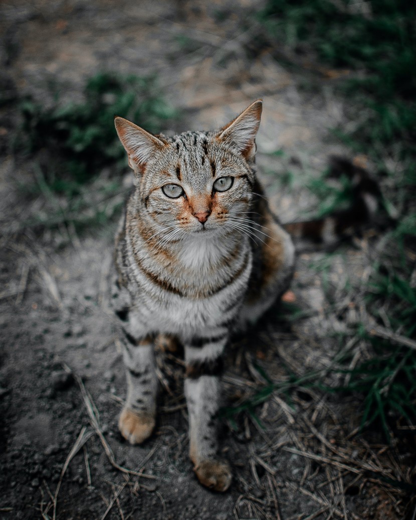 室外的猫咪图片