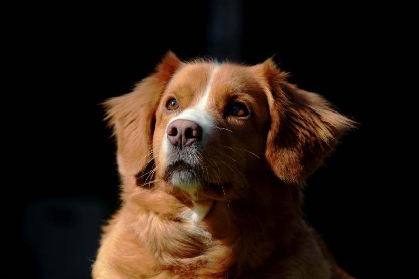 聰明的新斯科舍水鴨引誘尋獵犬圖片