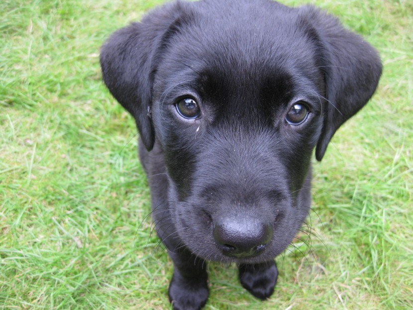 黑色拉布拉多幼犬圖片