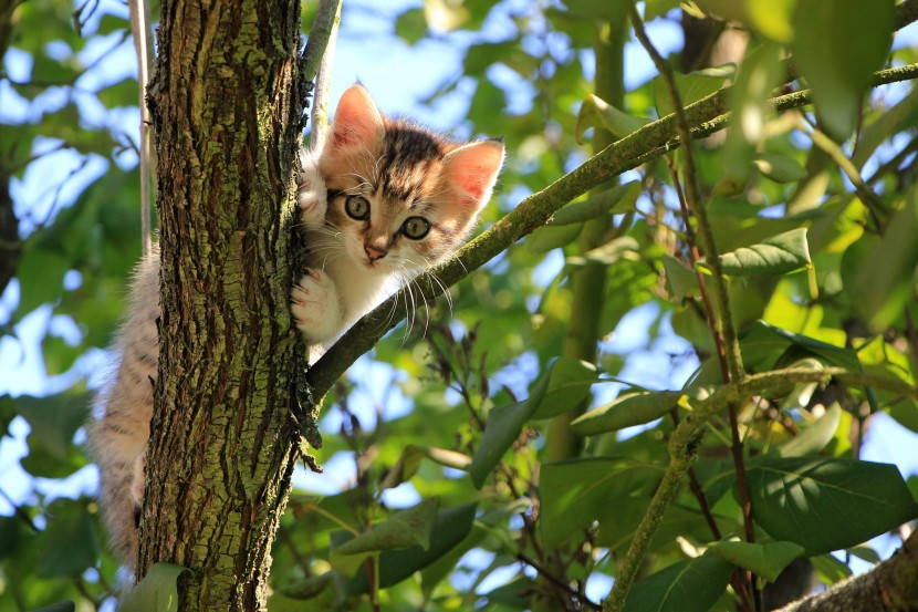 树上的猫咪图片