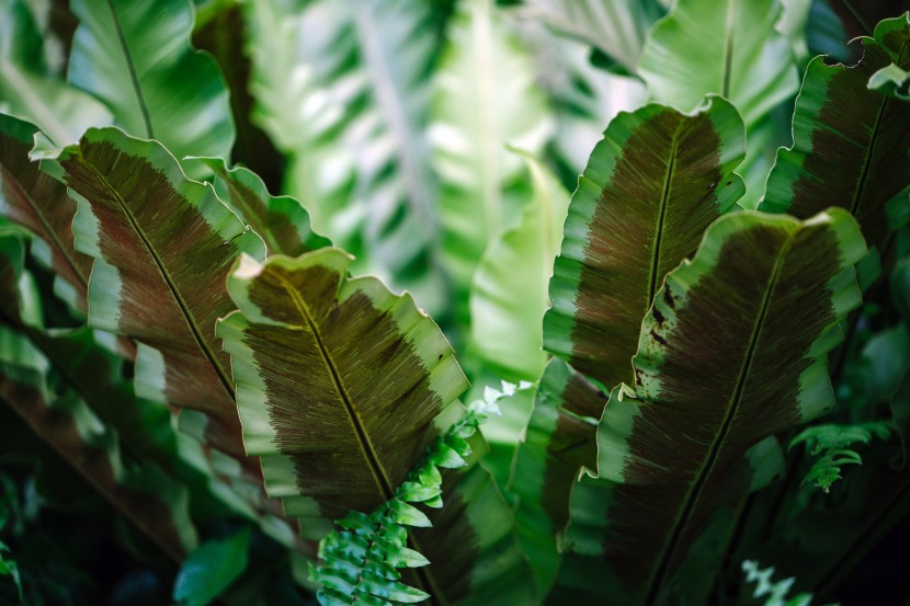 護(hù)眼的綠植圖片