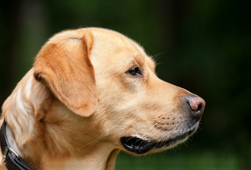 温顺的拉布拉多猎犬图片