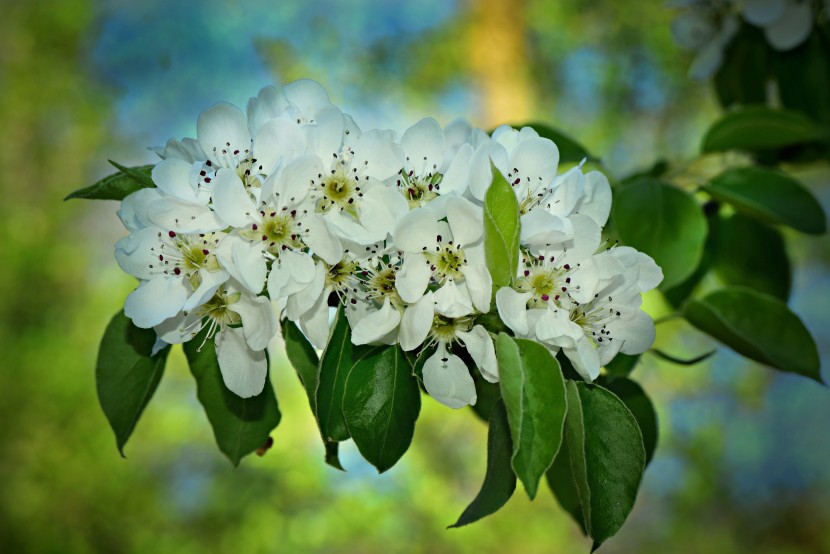 淡雅清新的蘋(píng)果花圖片