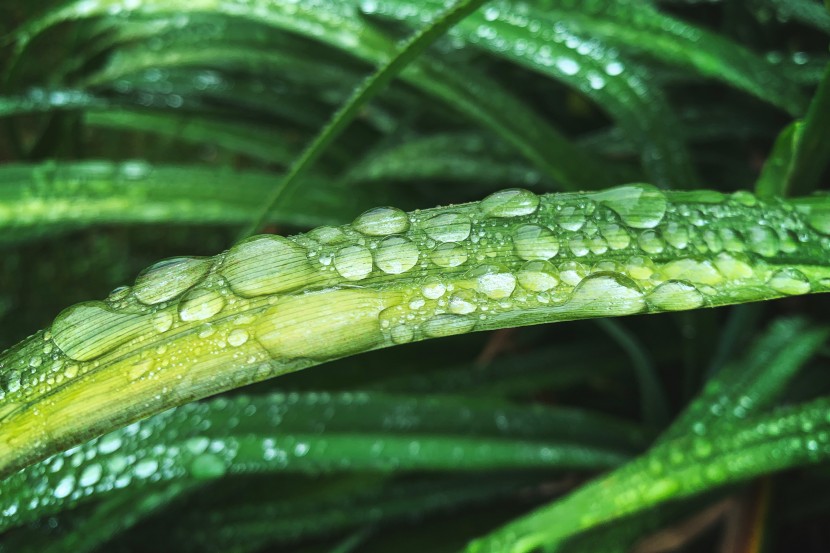 雨后的植物图片