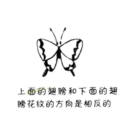 2.在翅膀上畫出大大的花紋來(lái)。