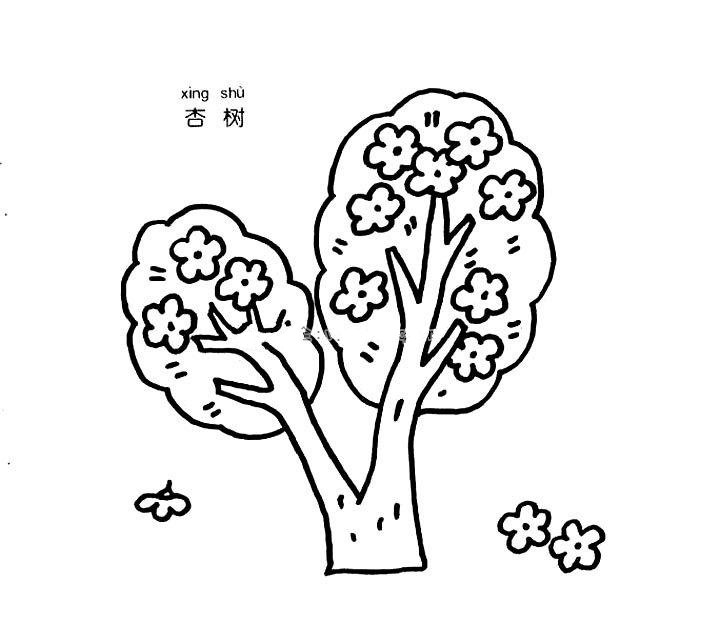 杏樹(shù)簡(jiǎn)筆畫(huà)圖片